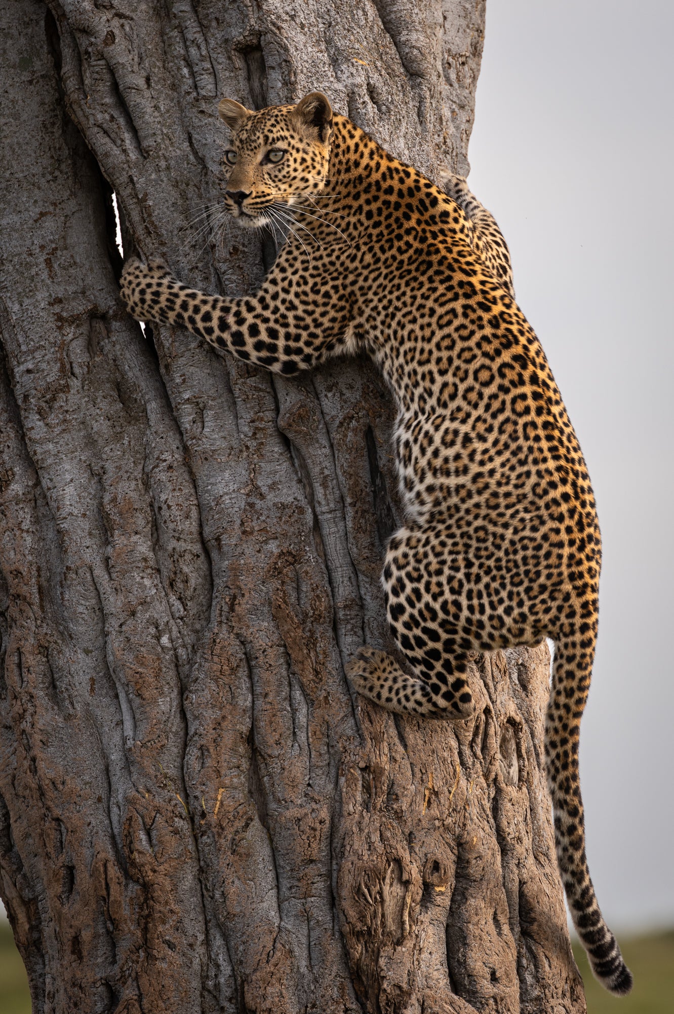 Kenya Photo Safari - Wildlife & Conservation  |  Jan 22-30, 2027 - Image 28