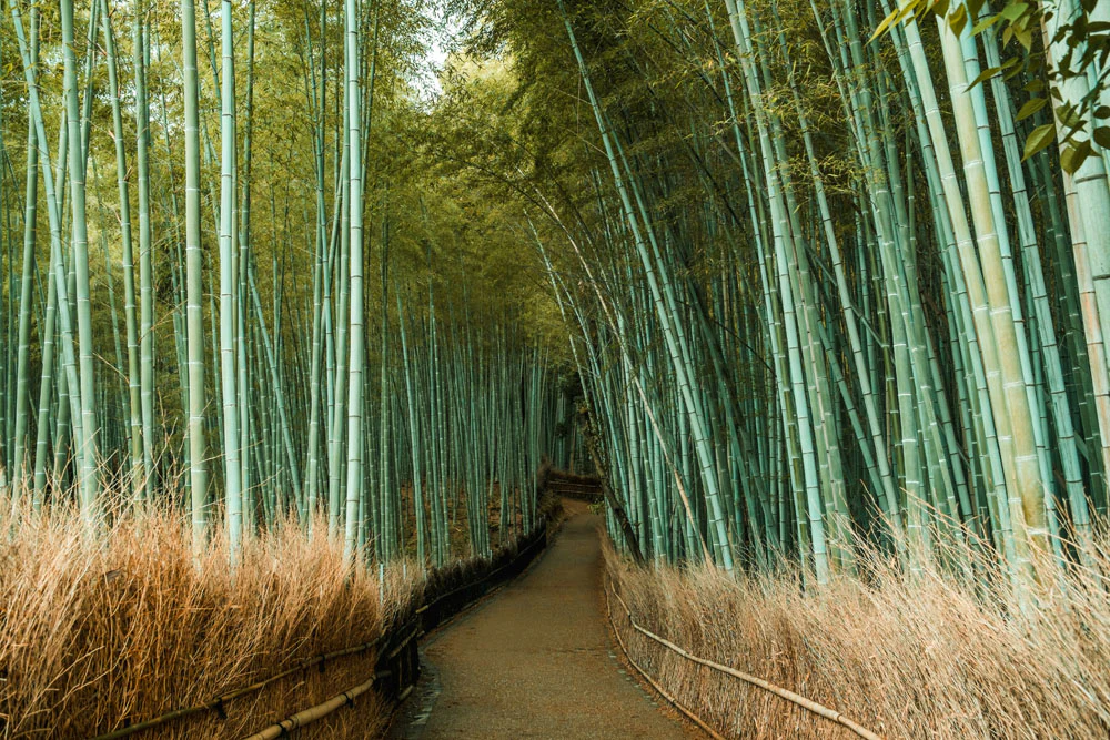 Kyoto: Portrait of a City Workshop w/ Michael Turek | March 1-8, 2026 - Image 11