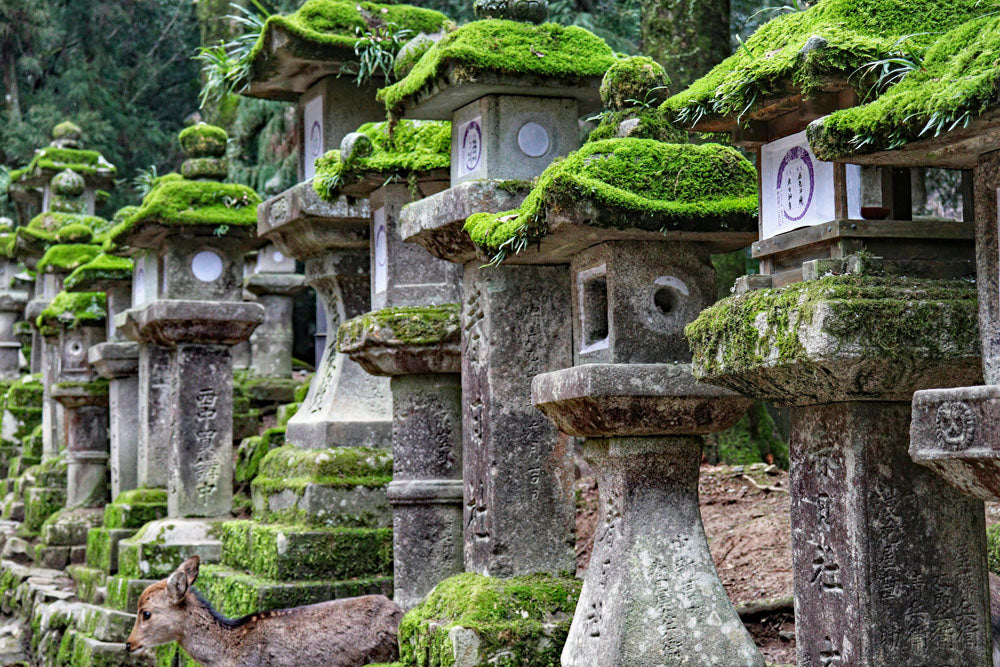 Kyoto: Portrait of a City Workshop w/ Michael Turek | March 1-8, 2026 - Image 19